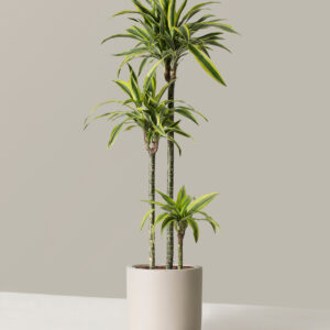 the-sill_Dracaena-Lemon-Lime_Large_Pallas_Cream_Variant.jpg Large Dracaena Lemon Lime