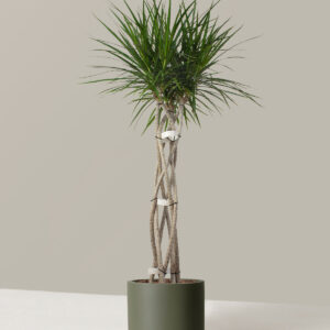 the-sill_Dracaena-Marginata-Open-Weave_Large_Mexia_Sage_Variant.jpg Large Dracaena Marginata Open Weave
