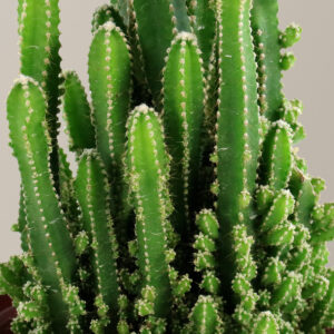 Fairy Castle Cactus
