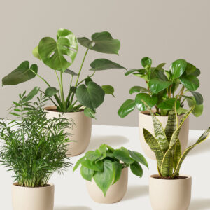 The Favorite 5 Bundle