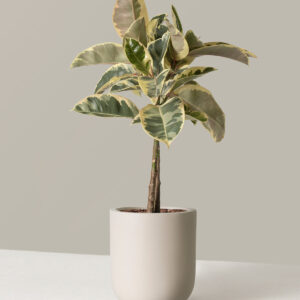 the-sill_Ficus-Tineke_Large_Pallas_Cream_Variant.jpg Large Ficus Tineke Tree