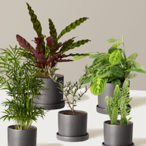 Pet-Friendly Plant Parent Set