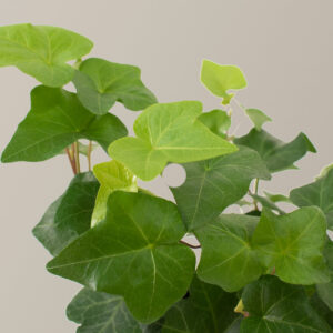 English Ivy Hanging Basket