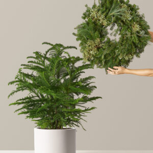 the-sill_Holiday-Duo-Deluxe_Large_Mexia_Cream_Variant.jpg Holiday Duo Deluxe