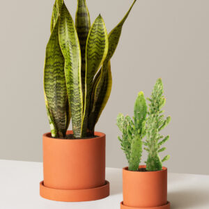 the-sill_Jetsetter-Duo_Hyde_Terracotta_Variant_79bd4afb-95a3-405f-9279-2698ca0b81e5.jpg Set & Forget Duo