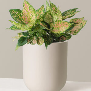 the-sill_Large-Aglaonema-Lucky-Red_Large_Pallas_Cream_Variant.jpg Large Aglaonema Lucky Red