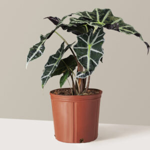 Alocasia Amazonica