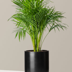 the-sill_Large-Areca-Palm_Large_Pallas_Black_Variant.jpg Large Areca Palm