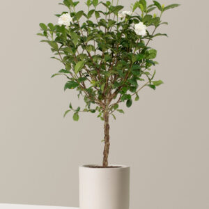 the-sill_Large-Braided-Gardenia-Tree_Large_Pallas_Cream_Variant.jpg Large Braided Gardenia
