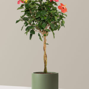 the-sill_Large-Braided-Hibiscus-Tree_Large_Mexia_Green_Variant.jpg Large Braided Hibiscus