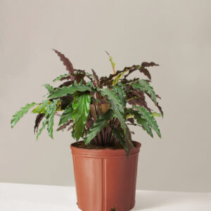 the-sill_Large-Calathea-Wavestar_Large_Growpot_Variant.jpg Large Calathea Wavestar