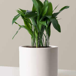 the-sill_Large-Cast-Iron_Large_Mexia_Cream_Variant.jpg Large Cast Iron Plant