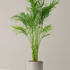 the-sill_Large-Cat-Palm_Large_Mexia_Cement-Grey_Variant_1.jpg Large Cat Palm