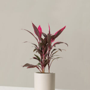 the-sill_Large-Cordyline-Red-Sister_Large_Pallas_Cream_Variant.jpg Large Cordyline Red Sister