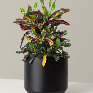 the-sill_Large-Corkscrew-Croton_Large_Mexia_Black_Variant.jpg Large Corkscrew Croton