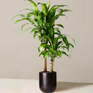 the-sill_Large-Dracaena-Mass-Cane_Large_Pallas_Black_Variant.jpg Large Dracaena 'Mass Cane'