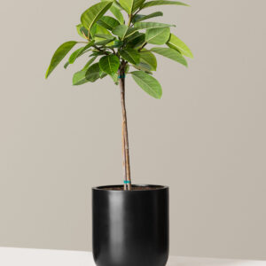 the-sill_Large-Ficus-Altissima_Large_Pallas_Black_Variant.jpg Large Ficus Altissima Tree