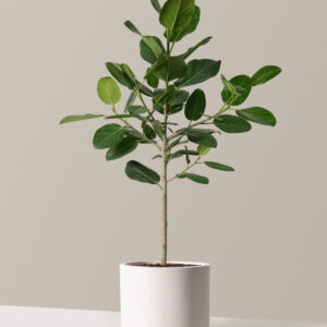 Ficus Audrey Tree