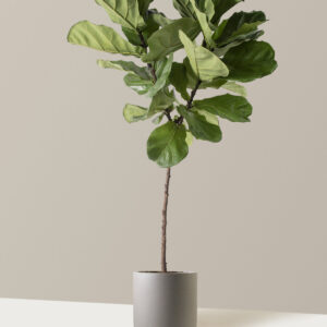 Fiddle Leaf Fig (Copy)
