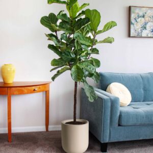 Fiddle-Leaf Fig Tree (TS)