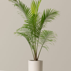 the-sill_Large-Majesty-Palm_Large_Pallas_Cream_Variant.jpg Large Majesty Palm