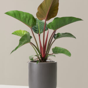 the-sill_Large-Philodendron-Congo-Rojo_Large_Large_Pallas_Grey_Variant_1.jpg Large Philodendron Rojo Congo