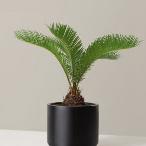 the-sill_Large-Sago-Palm_Large_Mexia_Black_Variant_1.jpg Large Sago Palm