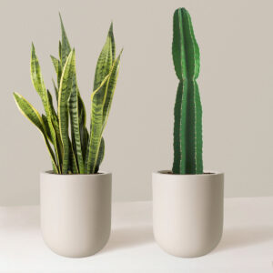 the-sill_Large-Set-and-Forget_Large_Pallas_Cream_Variant.jpg Large Set & Forget Duo