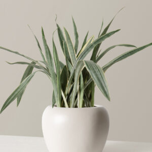 the-sill_Large-Snake-Sayuri_Large_Helena_Cream_Variant.jpg Large Snake Sayuri