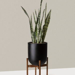 the-sill_Large-Snake-Zeylanica_Large_Pallas_plant-stand_dark-bamboo_black_Variant.jpg Large Snake Black Coral