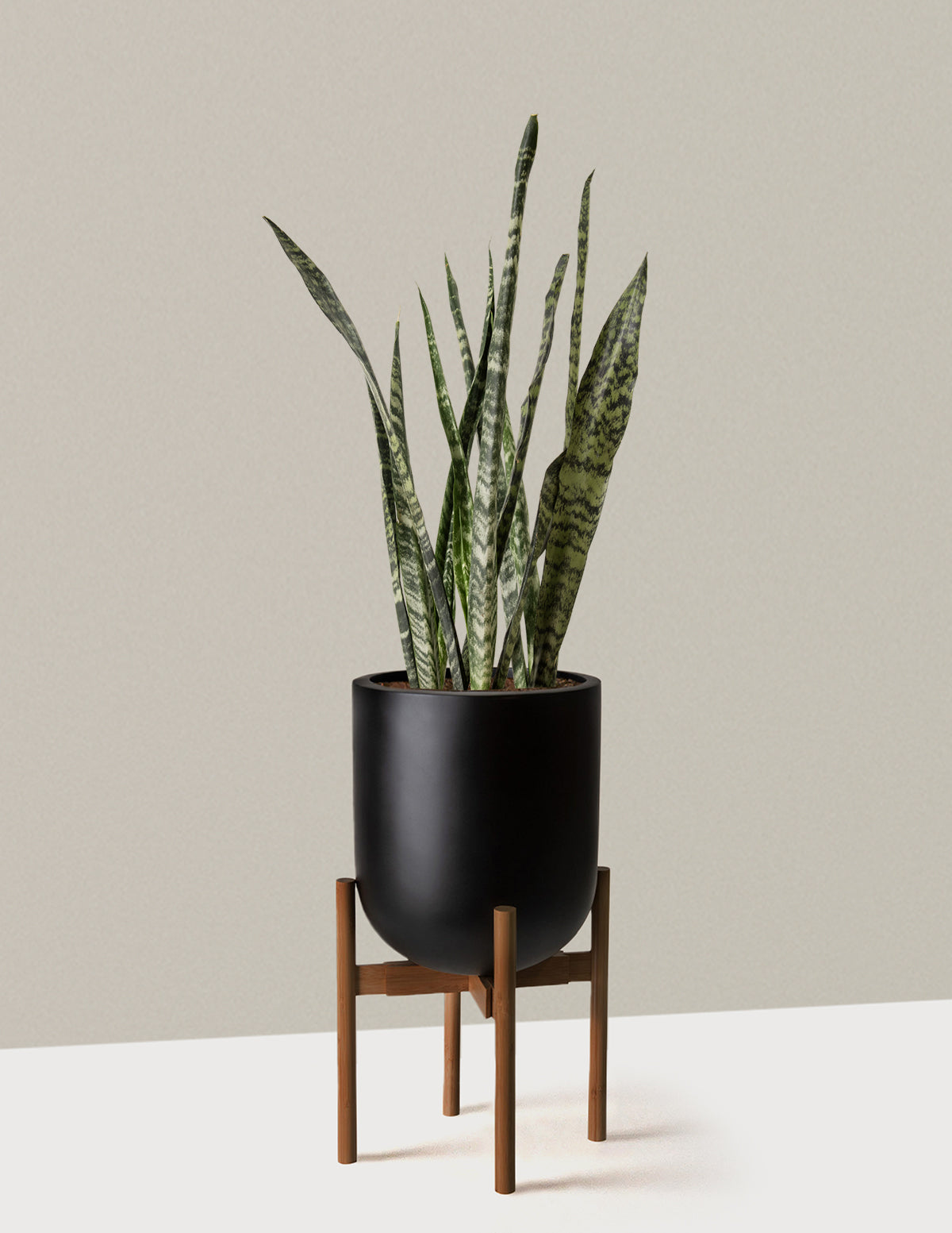 Large Snake Black Coral