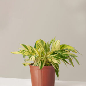 the-sill_Large-Variegated-Ginger_Large_Growpot_Variant.jpg Large Variegated Ginger