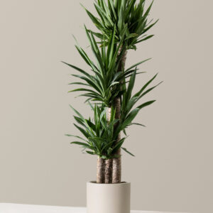 the-sill_Large-Yucca-Plant_Large_Pallas_Cream_Variant.jpg Large Yucca Plant