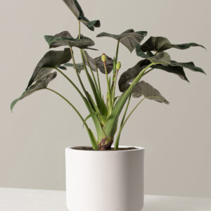 the-sill_LargeAlocasiaRegalShield_Large_Mexiaplanter-CementCream_variant.jpg Large Alocasia Regal Shield