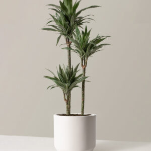 the-sill_LargeDracaenawarneckii_Large_Mexiaplanter-CementCream_variant.jpg Large Dracaena Warneckii