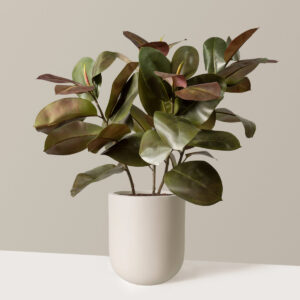 Faux Rubber Tree