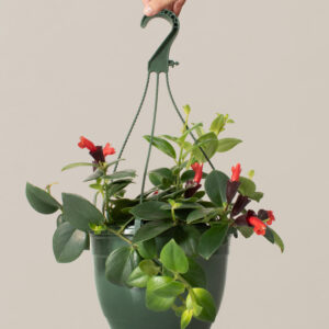 Lipstick Plant Hanging Basket