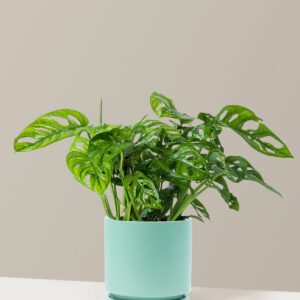 the-sill_Medium-Adonsanii_Medium_Isabella_Seaglass_Variant.jpg Monstera Adansonii