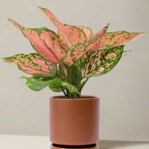 Aglaonema Wishes