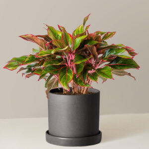 Aglaonema Siam