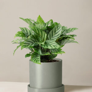 Calathea Freddie