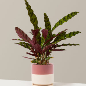 Calathea Rattlesnake