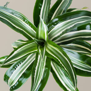 the-sill_Medium-Drac-Jewel-Jade_Gallery_4.jpg Dracaena Jewel Jade