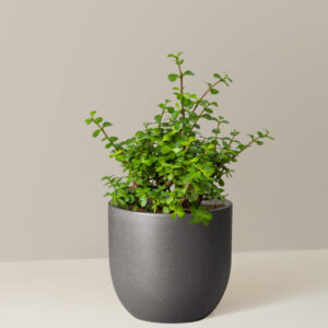 the-sill_Medium-Elephant-Bush_Medium_Grant_Black_Variant.jpg Elephant Bush Prosperity Plant