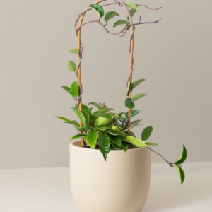 the-sill_Medium-Hoya-Hoop_Medium_Grant_Cream_Variant.png Hoya Pubicalyx Hoop