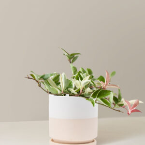 the-sill_Medium-Hoya-Tricolor_Medium_Isabella_Top-Half-White_Variant.jpg Hoya Carnosa Tricolor