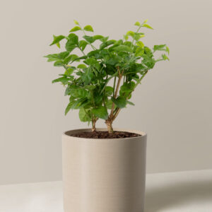 the-sill_Medium-Jasmine-Sambac_Medium_Upcycled_Cream.jpg Jasmine Sambac