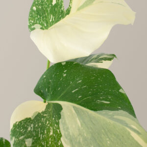 the-sill_Medium-Monstera-Thai-Constellation_gallery_1_1.jpg Monstera Thai Constellation