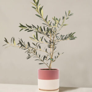 the-sill_Medium-Olive-Tree_Medium_Isabella_Top_Half_Dusty_Variant.jpg Olive Tree (Copy)