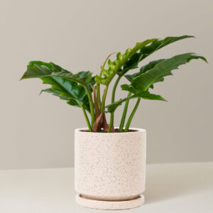 the-sill_Medium-Philo-Narrow_Medium_Isabella_White-Sesame_Variant_70d54195-7ab4-41e2-9aea-aa315a23ec85.jpg Philodendron Narrow